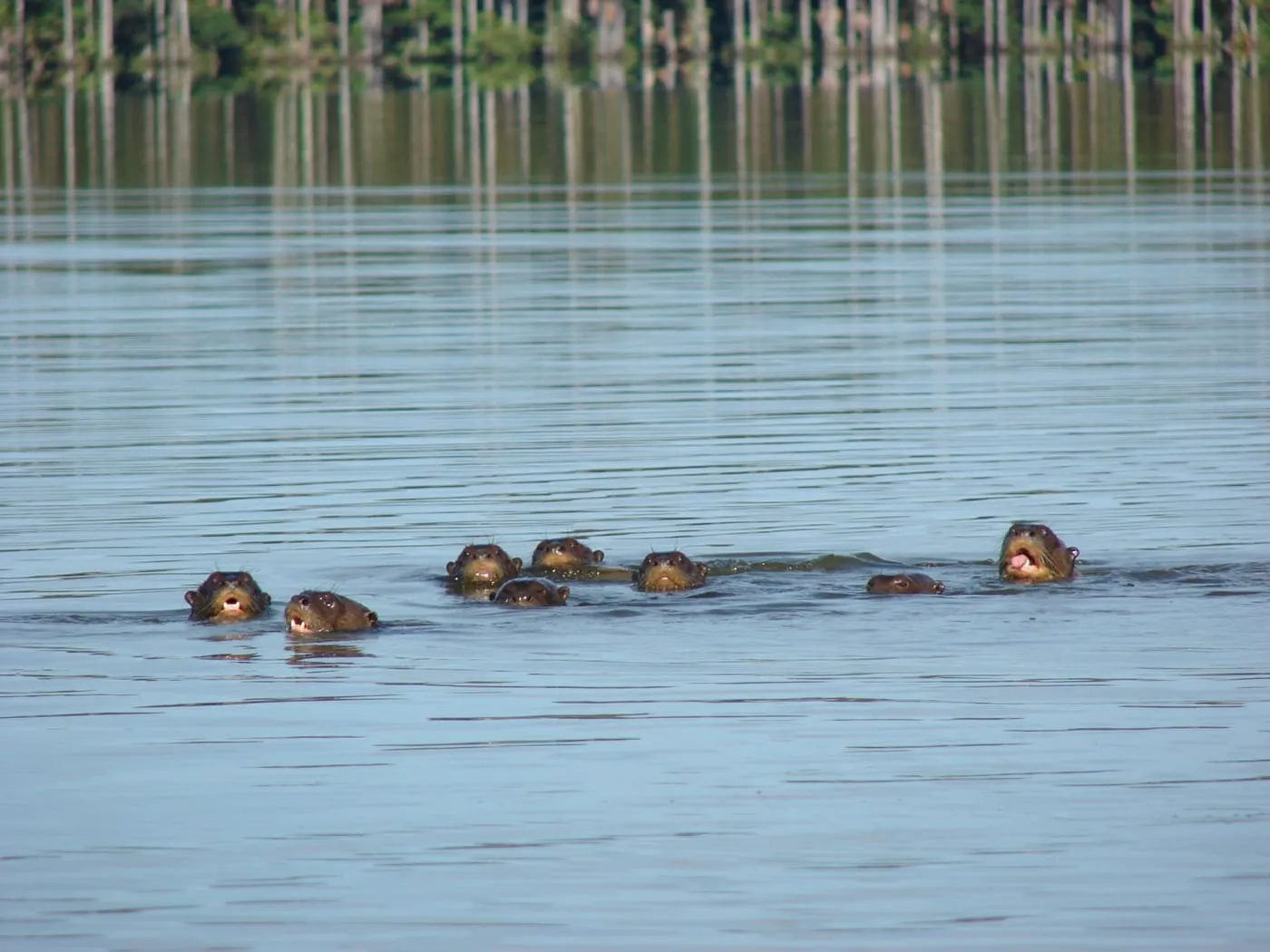 Selva Tropical – Posada Amazonas 4 días 3